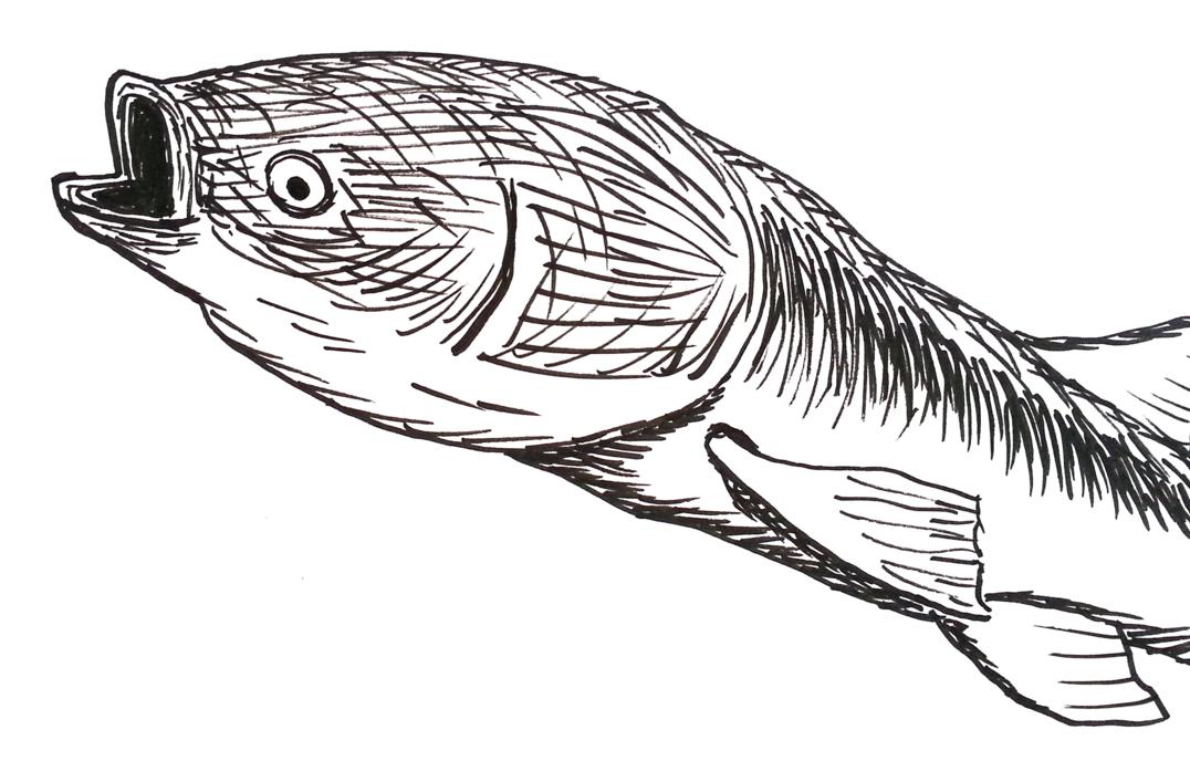 הקרפיון שאהב אותי